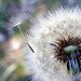 Susan Freeman Photo 11