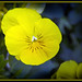 Marie Flowers Photo 7