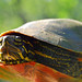 Michele Fredericks Photo 20