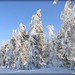 Joy Rife Photo 8