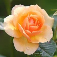 Cheryl Cooper Photo 29