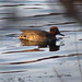 Brooks Teal Photo 11