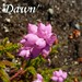 Dawn Heath Photo 18
