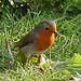 Robin Lind Photo 28