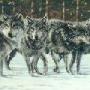 Tom Kinzer Photo 11