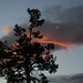 Douglas Trout Photo 8