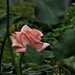 Rose Powers Photo 17