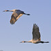 Brian Crane Photo 33