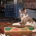 John Box Photo 34