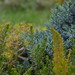 Heather Heap Photo 10