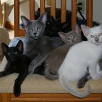Debra Doyle Photo 21