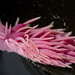 Rose Hopkins Photo 24