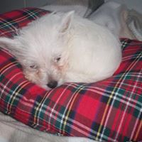 Archie Lyons Photo 9