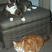 Steven Heinz Photo 14