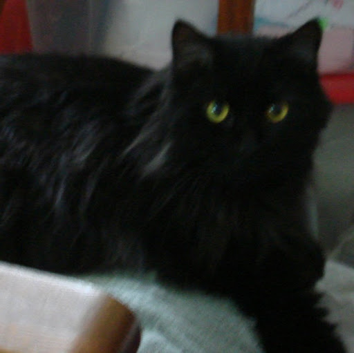 Christine Morrill Photo 5