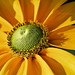 Susan Brisson Photo 14