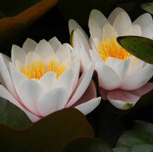 Nancy Winters Photo 22