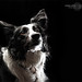 Chad Collie Photo 5