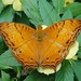 Cynthia White Photo 34