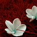 Deborah Mosley Photo 10