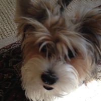 Debra Palumbo Photo 8