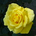 Linda Abbott Photo 23