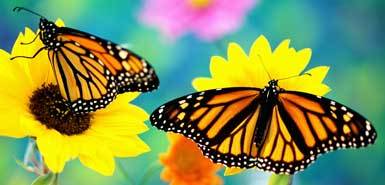 Debra Murphy Photo 32
