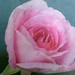 Judith Crisp Photo 9