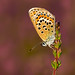 Heather Silvers Photo 14