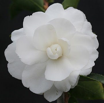 Virginia James Photo 4