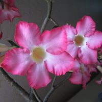 Sheree Chen Photo 10