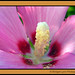 Sharon Frame Photo 10