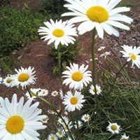 Debra Easley Photo 10