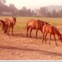 Darrell Hackler Photo 8