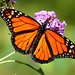 Scott Crow Photo 17
