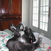 Elizabeth Strayer Photo 15