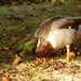 Bob Mallard Photo 5