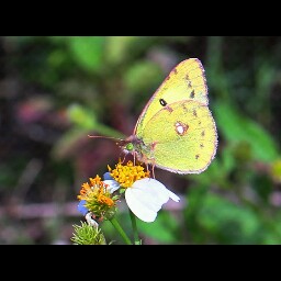 Mark Wang Photo 7