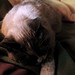 Sadie Harper Photo 7