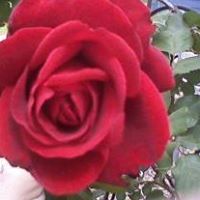 Joy Holman Photo 9
