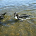 Henry Mckenzie Photo 16