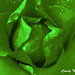 Rose Green Photo 16