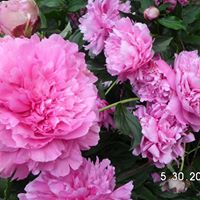 Cindy Burks Photo 8