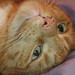 Kathy Chin Photo 14