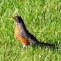 Robin Lange Photo 13