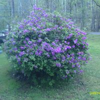 Rose Ferrell Photo 26