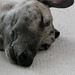Cheri Nelson Photo 14