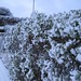 Joy Hedges Photo 9