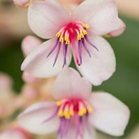 April Cherry Photo 5