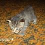Vickie Peterson Photo 16